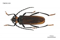 藏品(台灣麝香天牛)的圖片